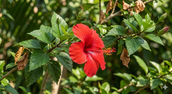 Hibiscus