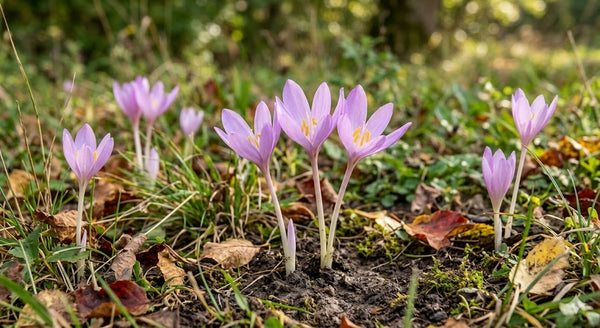 Suranjan (Colchicum)